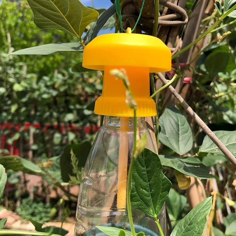 Kitchen Or Orchard