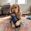 Durable Plush Dog Bear