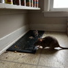 Large Glue Trap
