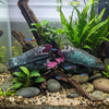 Large Shipwreck Aquarium Decoration