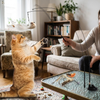 Bird Simulation Toy Set for Cats lifestyle photo
