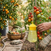 Hanging Fruit Fly Trap lifestyle photo