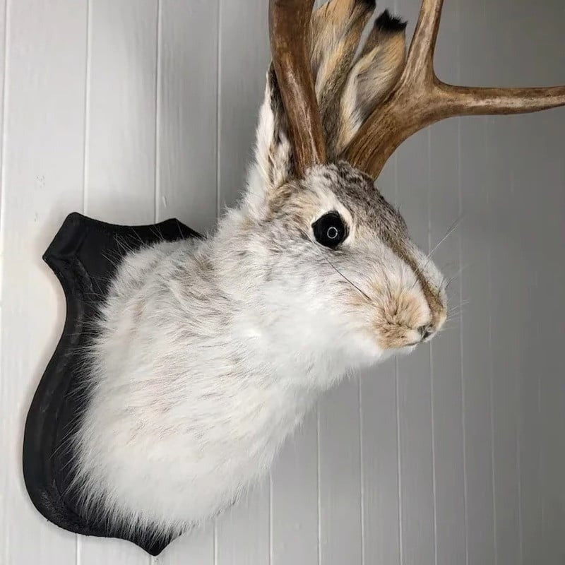 A Jackalope On The Wall